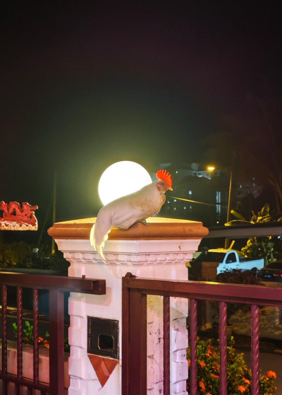 Nighttime Sentinel: The Rooster Who Guards the Gate Under the Moon's Glow